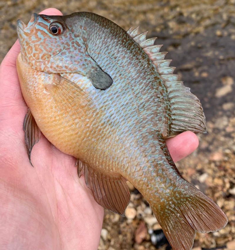 Sunfish фото