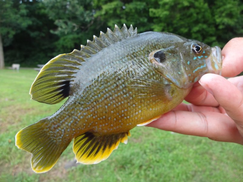Bluegill рыба
