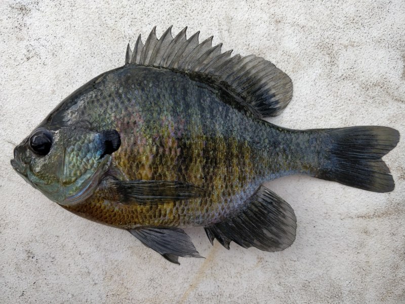 Bluegill MADWAG