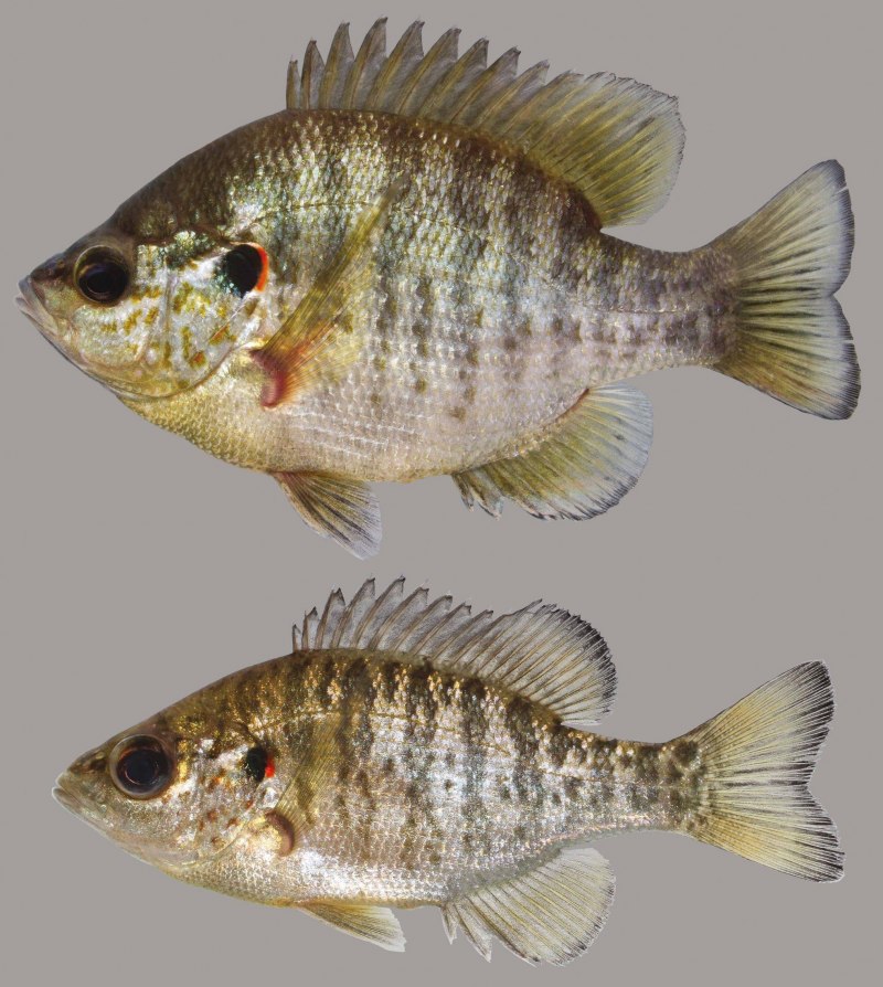 Lepomis macrochirus