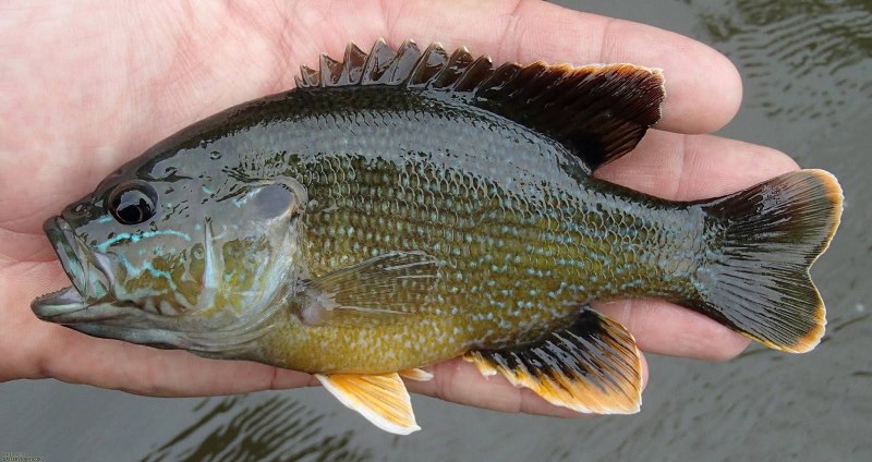 Green Sunfish рыба