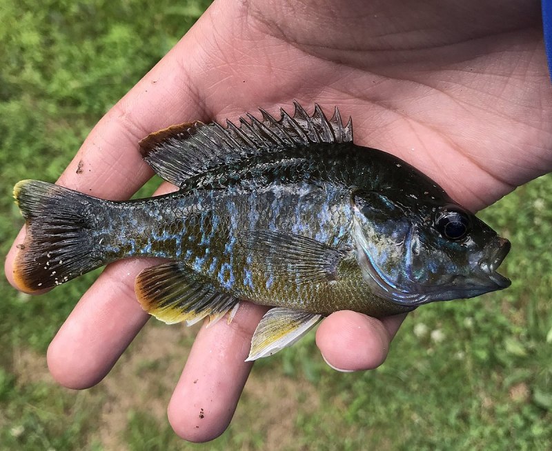 Lepomis macrochirus
