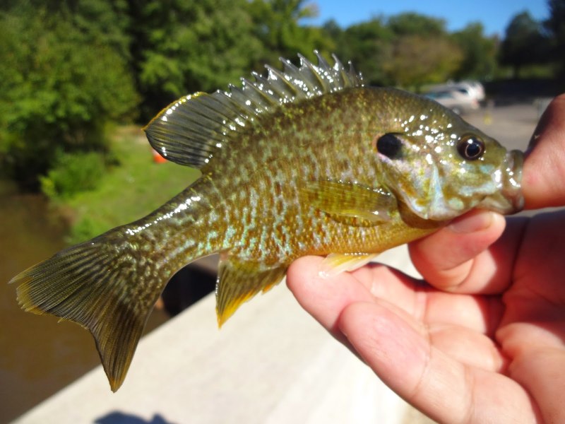 Рыба Sunfish spectacula