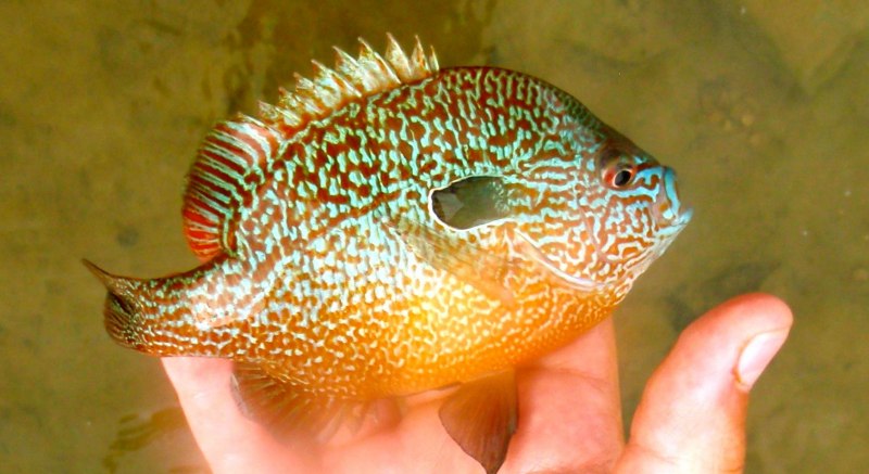 Sunfish рыба