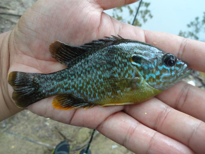 Lepomis macrochirus