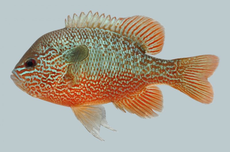 Lepomis megalotis