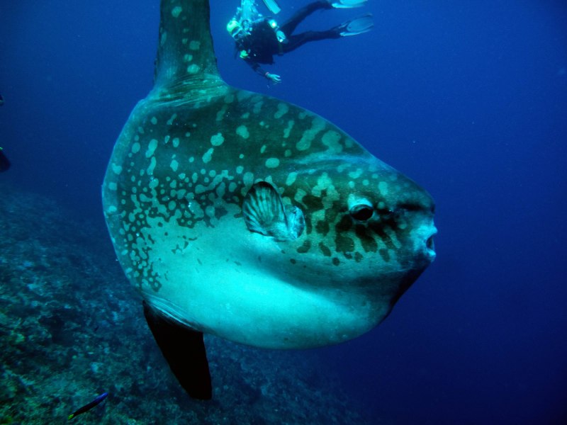 Sunfish рыба