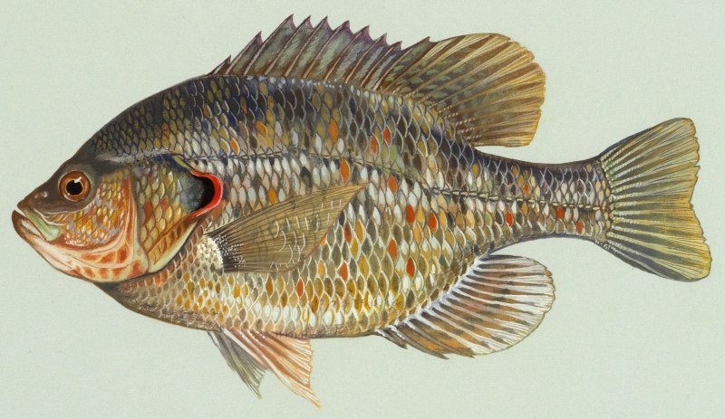 Mola Mola рыба