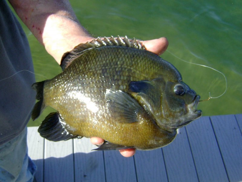 Sunfish рыба