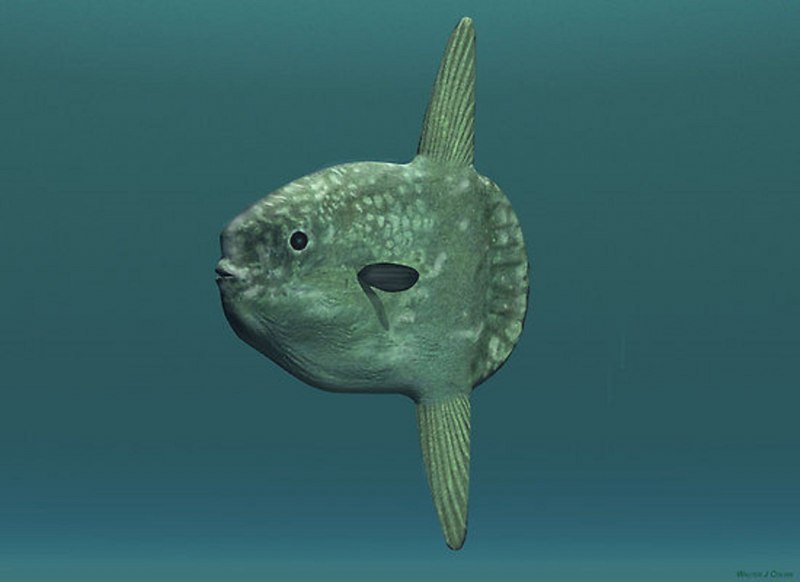 Lepomis macrochirus