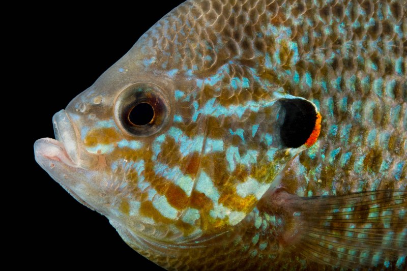 Solar Fish