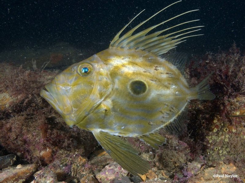 Lepomis megalotis