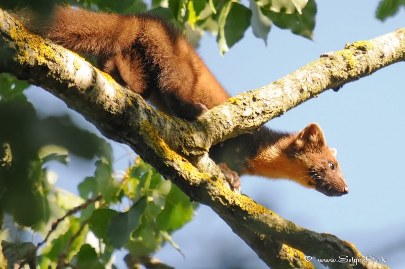 Горностай (Mustela erminea)