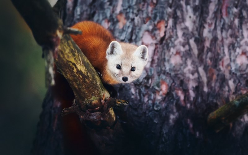 Колонок Mustela sibirica