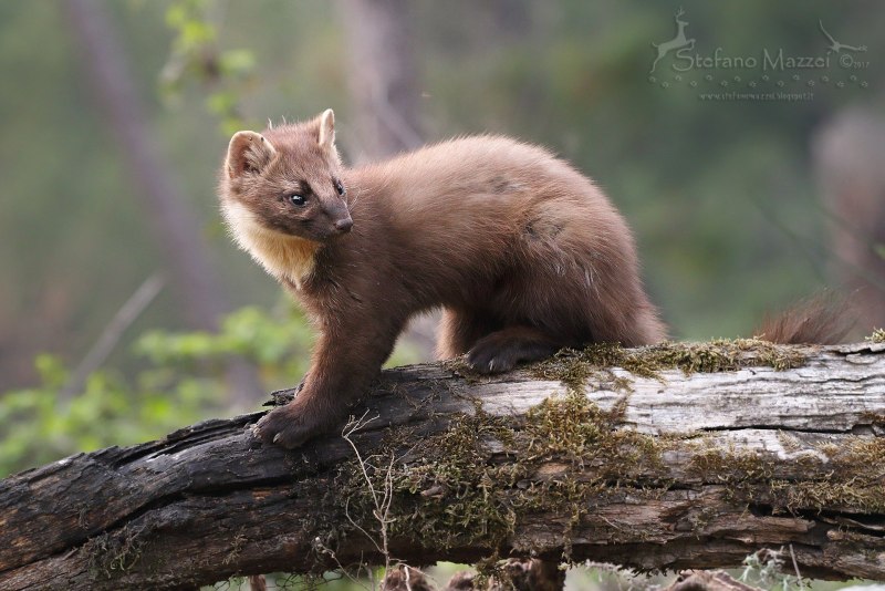 Сибирский колонок Mustela sibirica