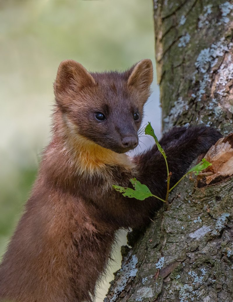 Mustela nivalis Linnaeus