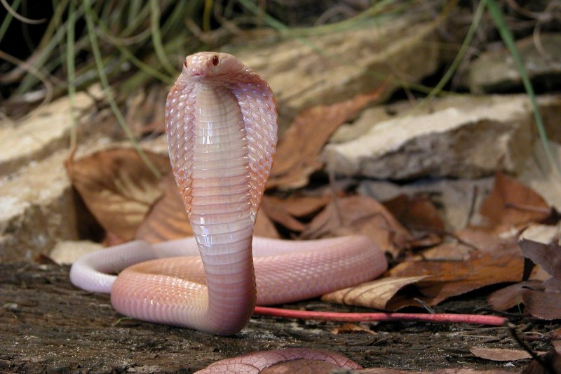 Nightfox White Cobra