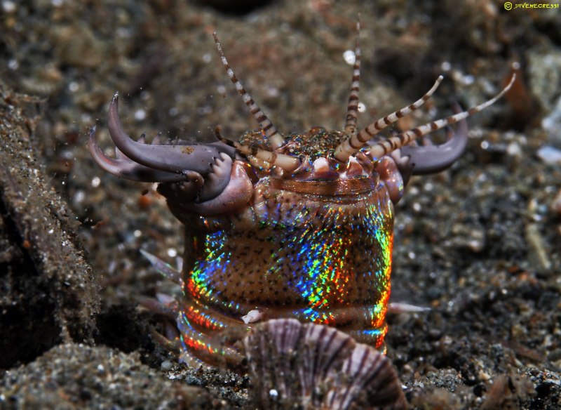 Пурпурный австралийский червь bobbit worm/Eunice aphroditois