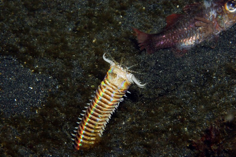 Пурпурный австралийский червь bobbit worm/Eunice aphroditois