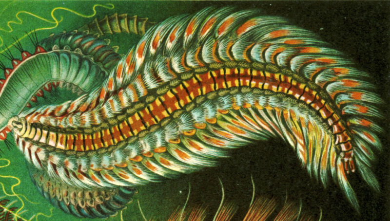 Hermodice carunculata