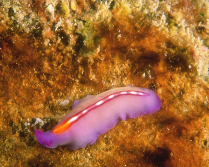 Многощетинковый червь Eunice aphroditois
