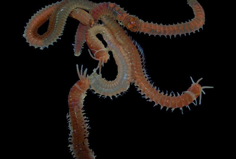 Австралийский кольчатый червь морской