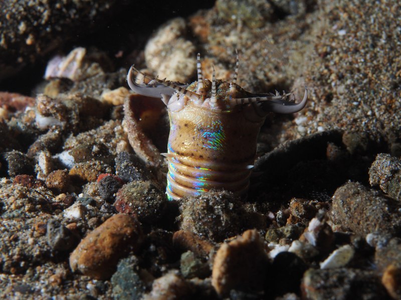 Эунице Афродита Eunice aphroditois