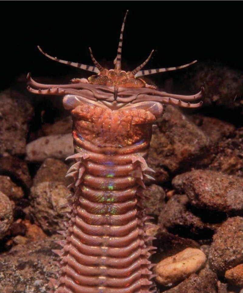 Эунице Афродита Eunice aphroditois
