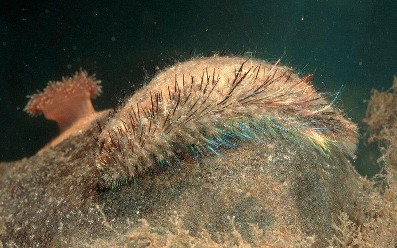Многощетинковые кольчатые черви морская мышь