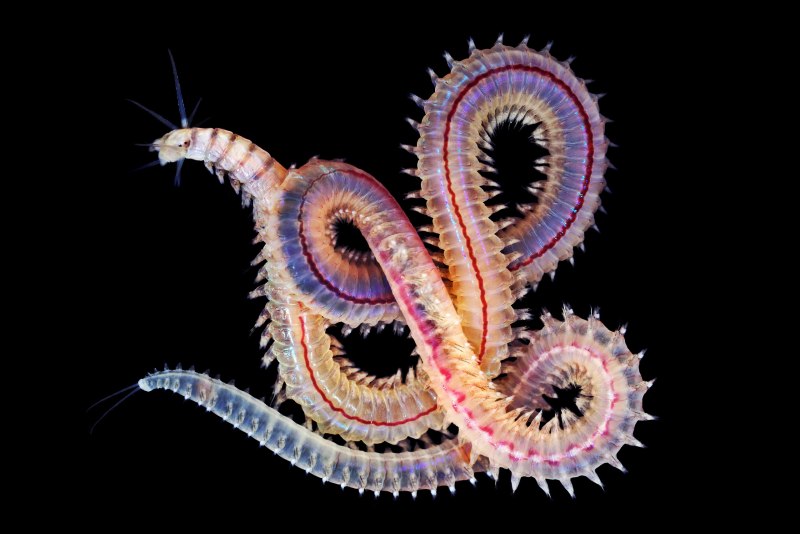 Эунице Афродита Eunice aphroditois