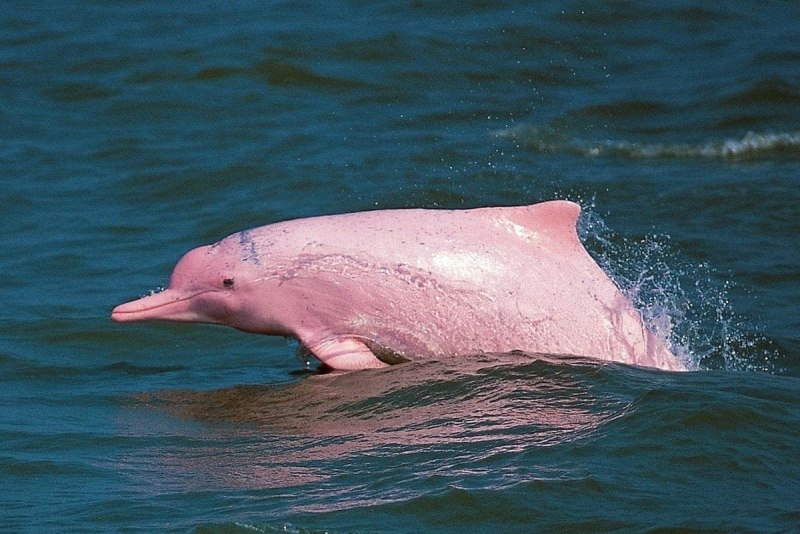 Дельфин Азовка морская свинья