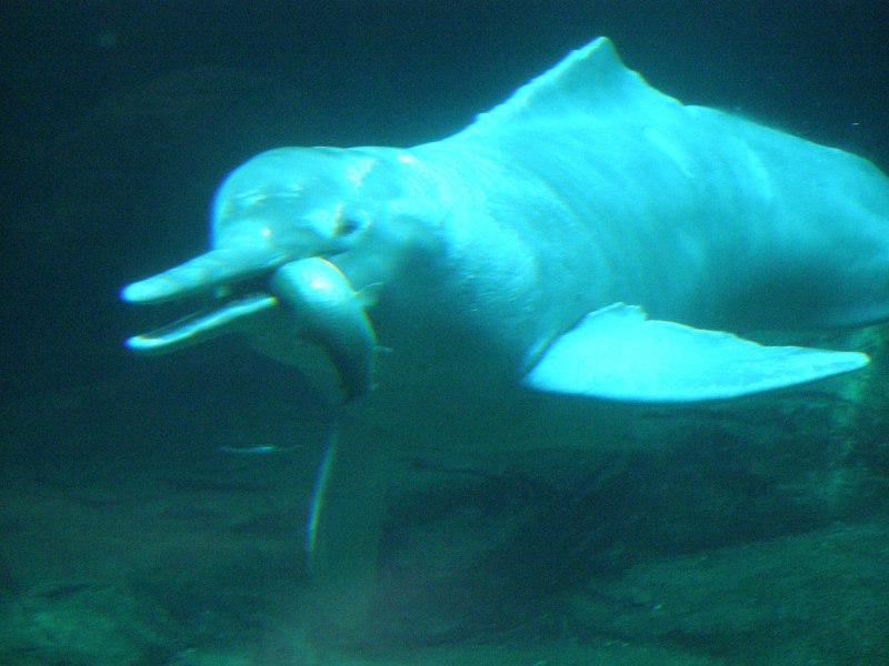 Речной Дельфин Байджи Baiji Dolphin