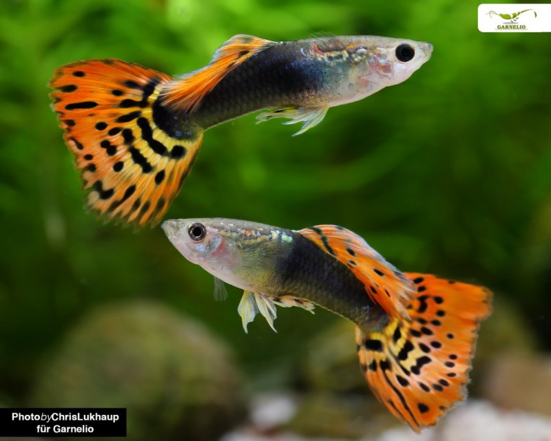 Poecilia (lebistes) reticulata
