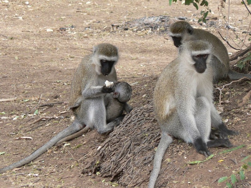 Mitchell Park Zoo