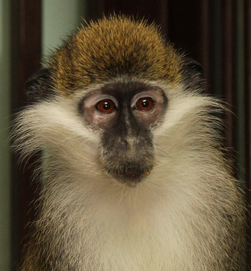 Chlorocebus pygerythrus