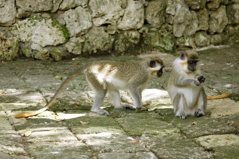 Chlorocebus sabaeus