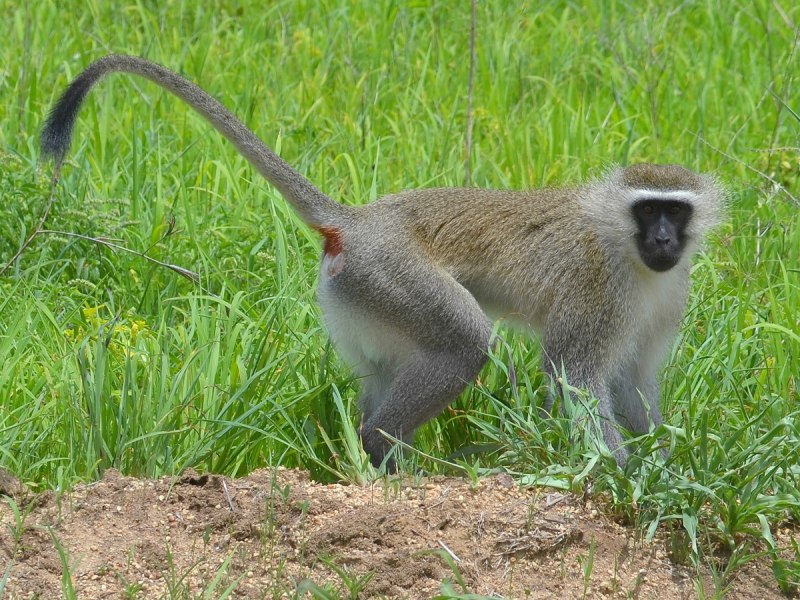 Vervet Monkey