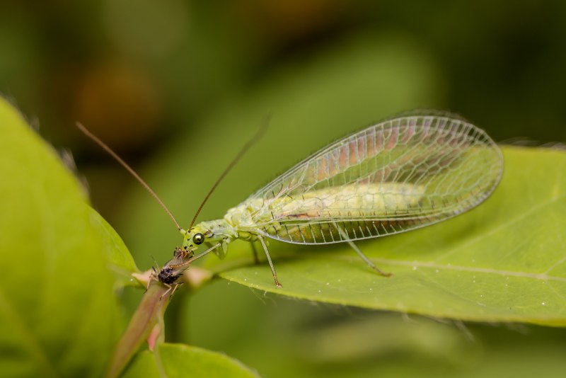 Златокрылка насекомое (65 фото)