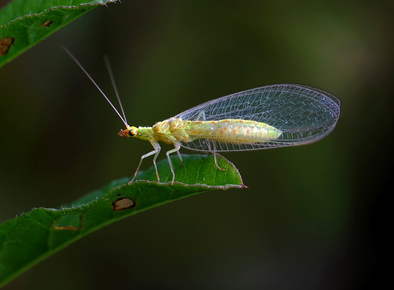 Златоглазка Chrysopa