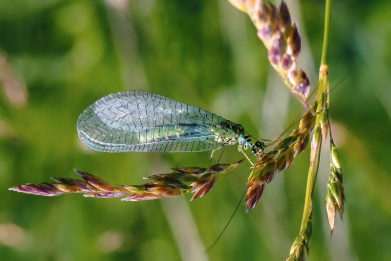 Златоглазка Chrysopa