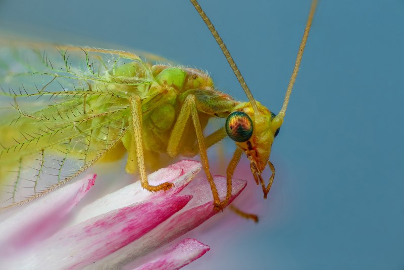 Chrysopidae (златоглазка)