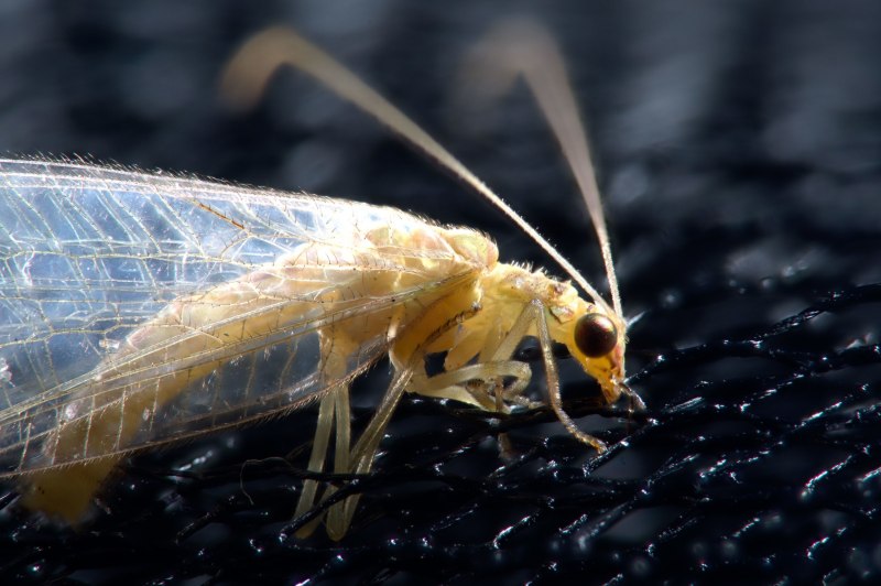Neuroptera сетчатокрылые