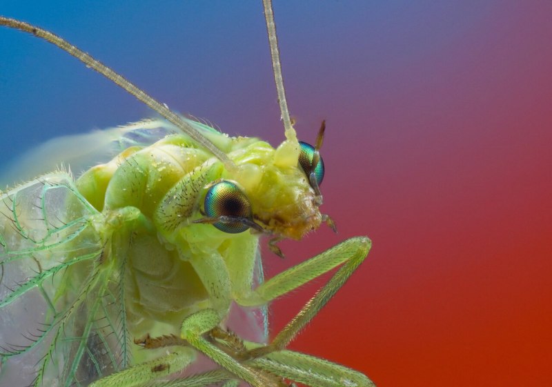 Златоглазка обыкновенная - Chrysopa carnea