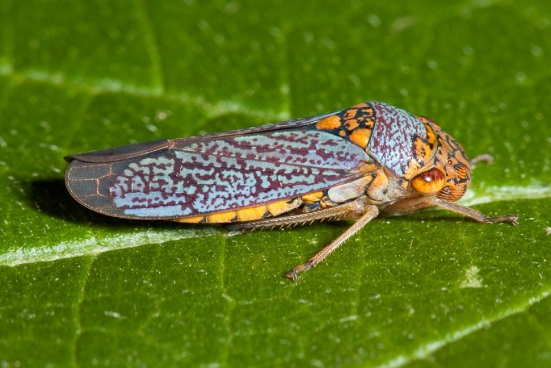 Афидиус колемани (Aphidius colemani)
