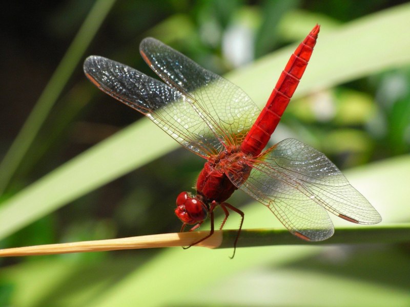 Neuroptera сетчатокрылые