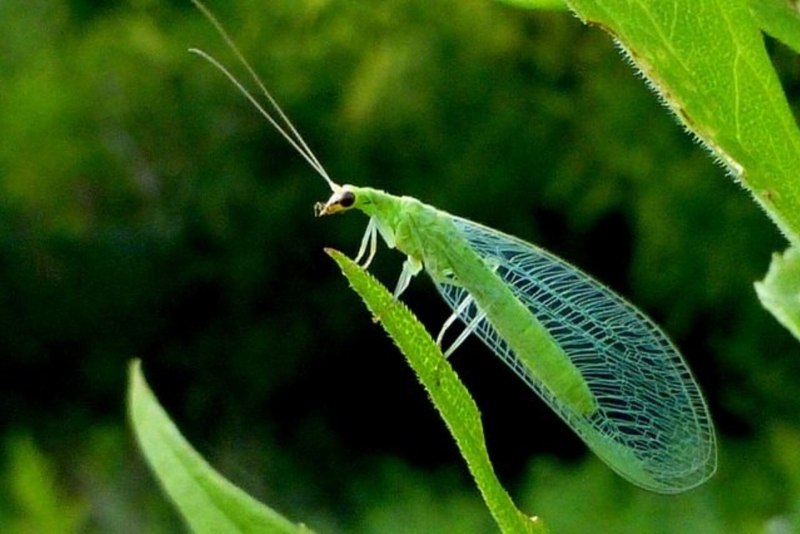 Mantispa styriaca