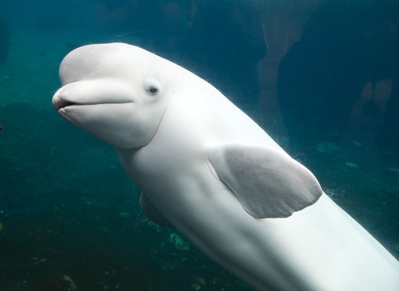 Белуха Delphinapterus leucas