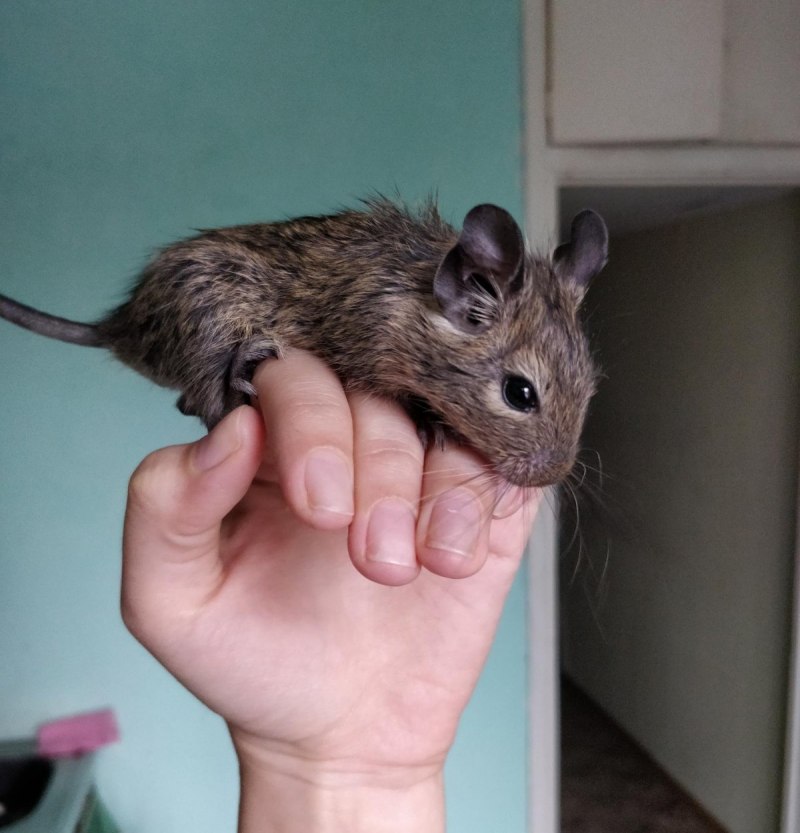 Домашние белки дегу