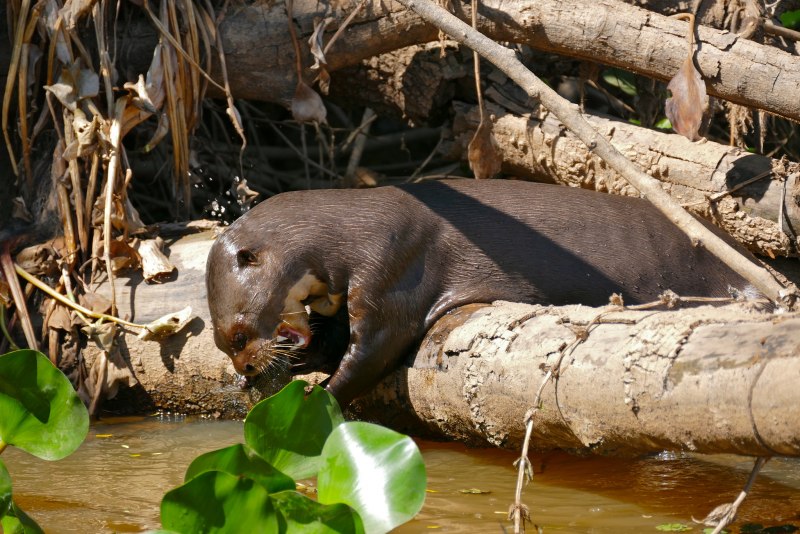 Выдра Pteronura Brasiliensis