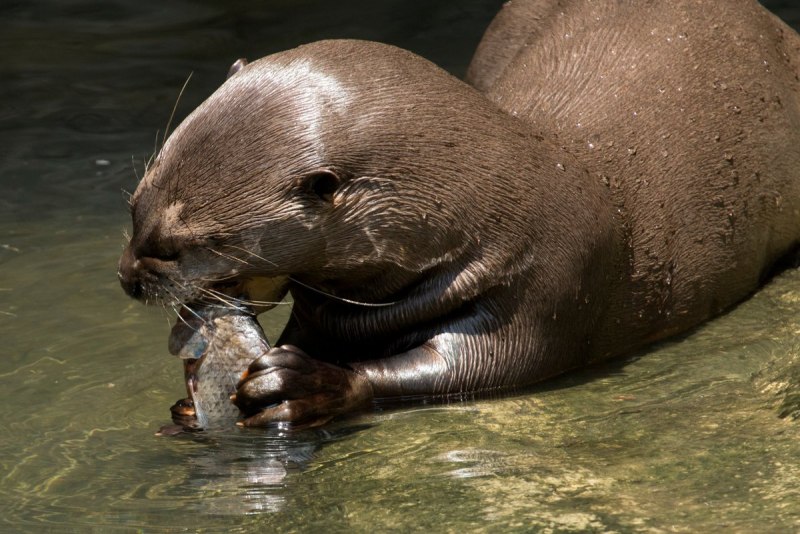 Giant River Otter